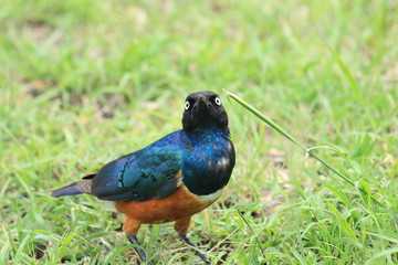 Superb Starling in Massai Mara, Kenya