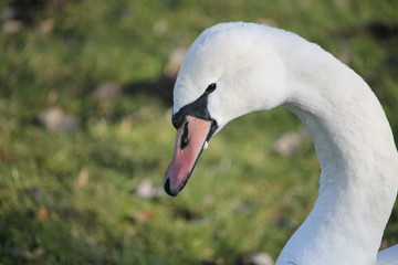 Un cygne tubercul&eacute;
