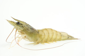 Raw shrimp isolated