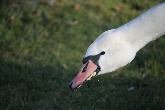 Le cygne avale du pain