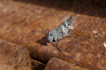 Grasshopper Close Up