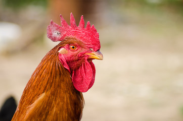 Close up of a cock with some chickens on the background.