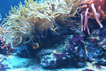 Fototapeta na wymiar marine aquarium
