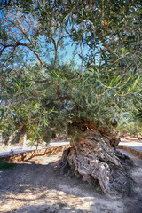 Fototapeta premium old olive tree