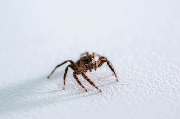 Closeup Jumping Spider on white background