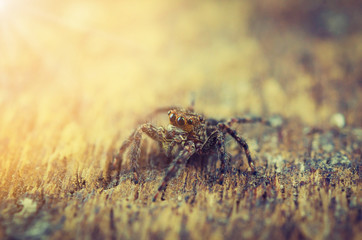 Macro Jumping spider vintage tone