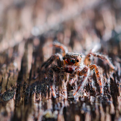 Macro of Jumping Spider,spider on wood