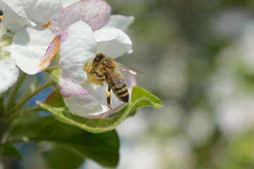 Honeybee collecting nectar and pollen on the apple-tree flower