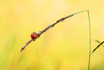 Ladybug