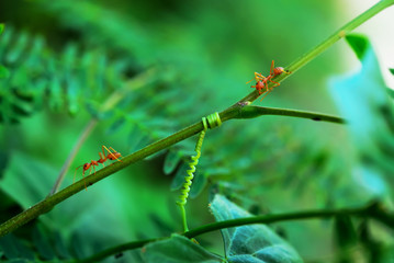 tendril