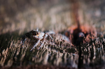 jumping spider on wood