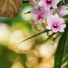 Dendrobium orchid, purple orchid flowers,Tropical flower bloom,pink orchid flower in Thailand and southeast asian