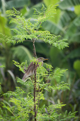egret on moringa oleifera tree