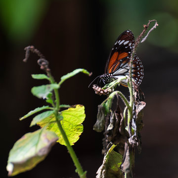  butterfly on alacransillo
