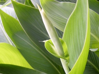 Green leaf macro background. Plant.
