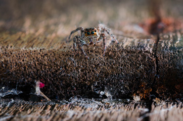 jumping spider on wood
