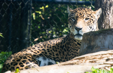 Jag