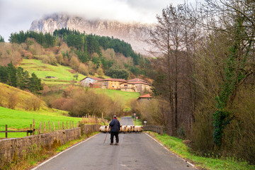 countryside sheeps at gorbea natural park in basque country, Spain