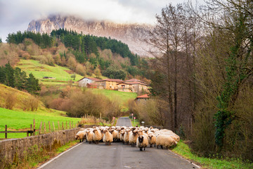 countryside sheeps at gorbea natural park in basque country, Spain