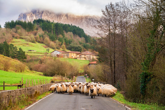 countryside sheeps at gorbea natural park in basque country, Spain