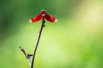 Red Dragonfly on a branch with a green background (Neurothemis ramburii)