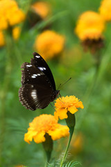 Beautiful butterfly on yellow flower,black butterfly,marigold flower