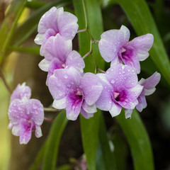 Dendrobium orchid, purple orchid flowers,Tropical flower bloom,pink orchid flower in Thailand and southeast asian