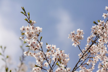 Beautiful of cherry blossom during spring season at Tokyo, Japan
