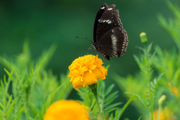 Beautiful butterfly on yellow flower,black butterfly,marigold flower