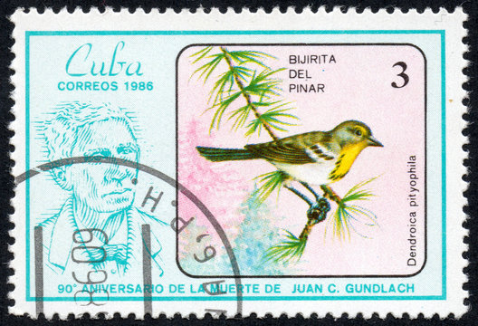 UKRAINE - CIRCA 2017: A stamp printed in Cuba, shows a Bird Dendroica pityophila. Bijirita delpinar, the series "The 90th Anniversary of the Death of Juan C. Gundlach", circa 1986