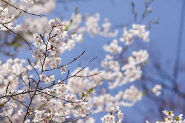 Beautiful of cherry blossom during spring season at Tokyo, Japan