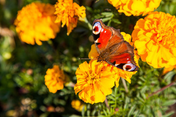 Amazing Peacock Butterfly on marigold flower. Summertime nature.
