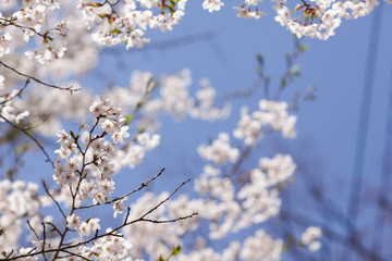 Beautiful of cherry blossom during spring season at Tokyo, Japan