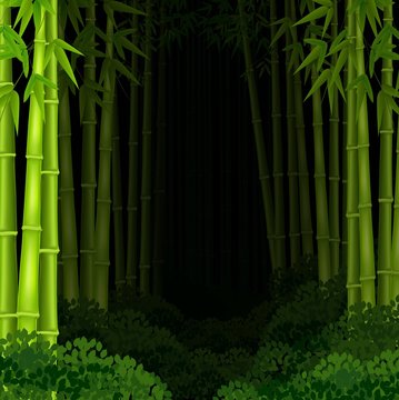 Background bamboo forest at night