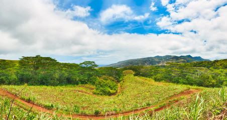 Fototapeta na wymiar View of a sugarcane and mountains. Mauritius. Panorama