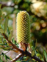 banksia flower tall