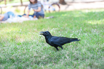 Black Bird (Corvus macrorhynchos) in park