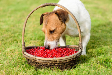 Dog eating fresh currant berries from basket on green grass