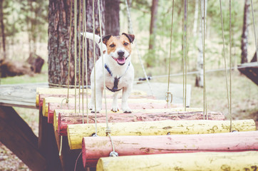 Funny  obstacle course with ropes bridge at team building boot camp