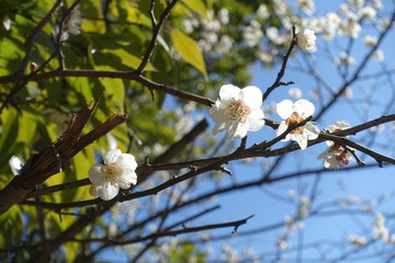 梅の花