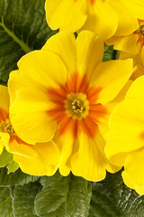 Spring flower of yellow  Primula vulgaris