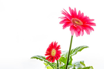 Gerbera flower on a white background