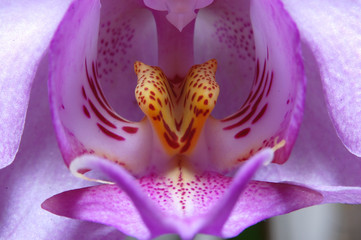 Orchid flower macro