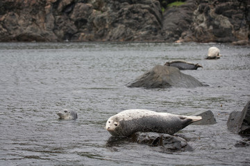 Fototapeta premium Phoca largha (Larga Seal, Spotted Seal) surface pictures