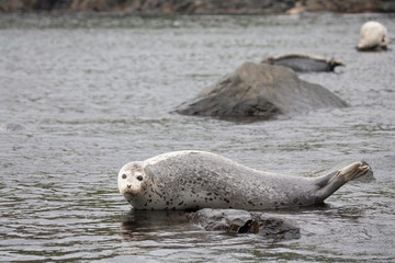Phoca largha (Larga Seal, Spotted Seal) surface pictures