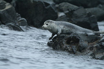 Fototapeta premium Phoca largha (Larga Seal, Spotted Seal) surface pictures