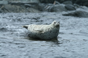 Phoca largha (Larga Seal, Spotted Seal) surface pictures