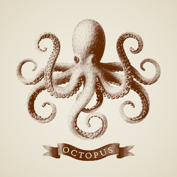 Vector octopus painted in engraving style