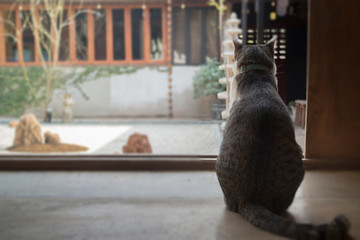 Cat looking at the garden