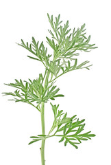 Sagebrush twig isolated on white background